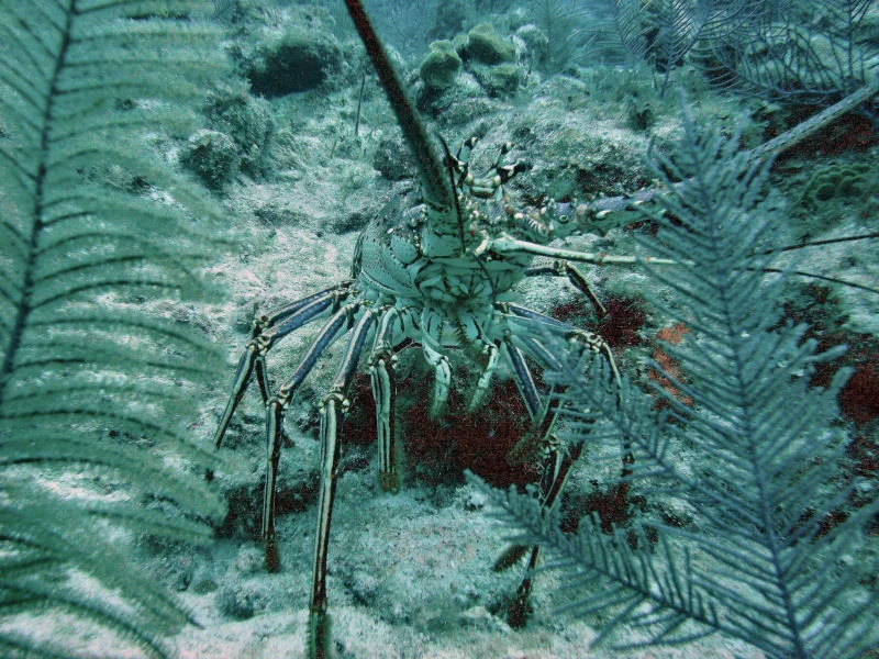 Lobster