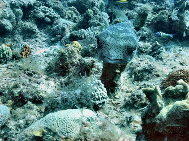 Porcupinefish