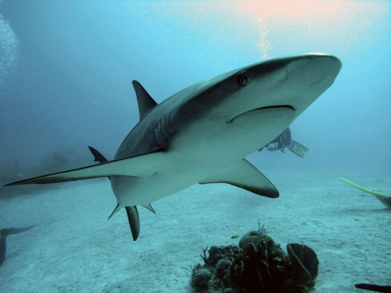 Blacktip Shark