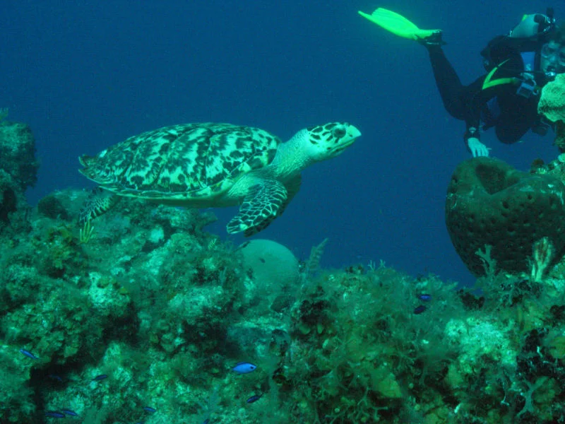 Turtle