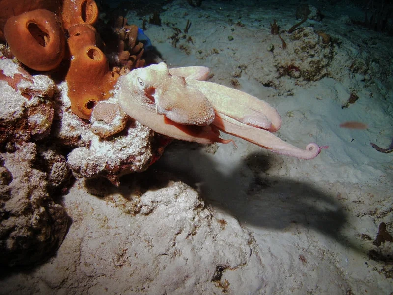 Fleeing Octopus