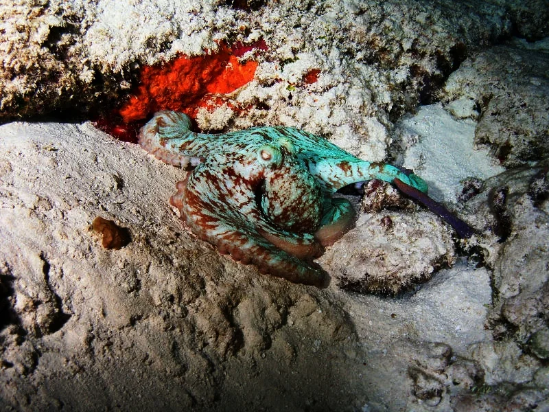 Octopus