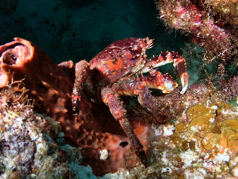 Crab