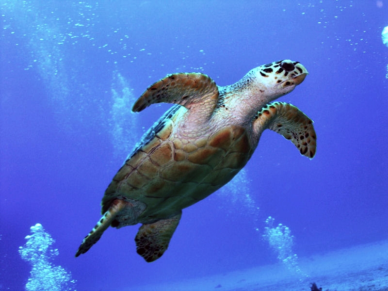 Fleeing Turtle