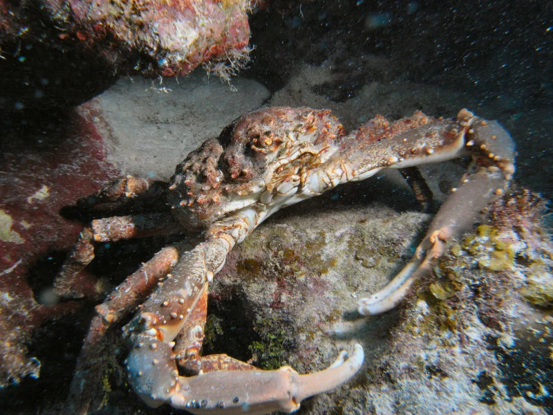 Crab