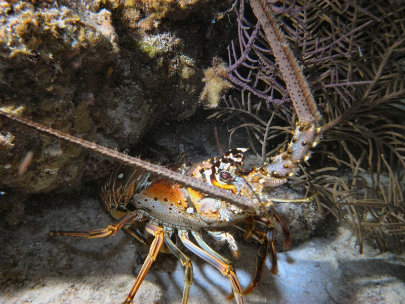 Lobster