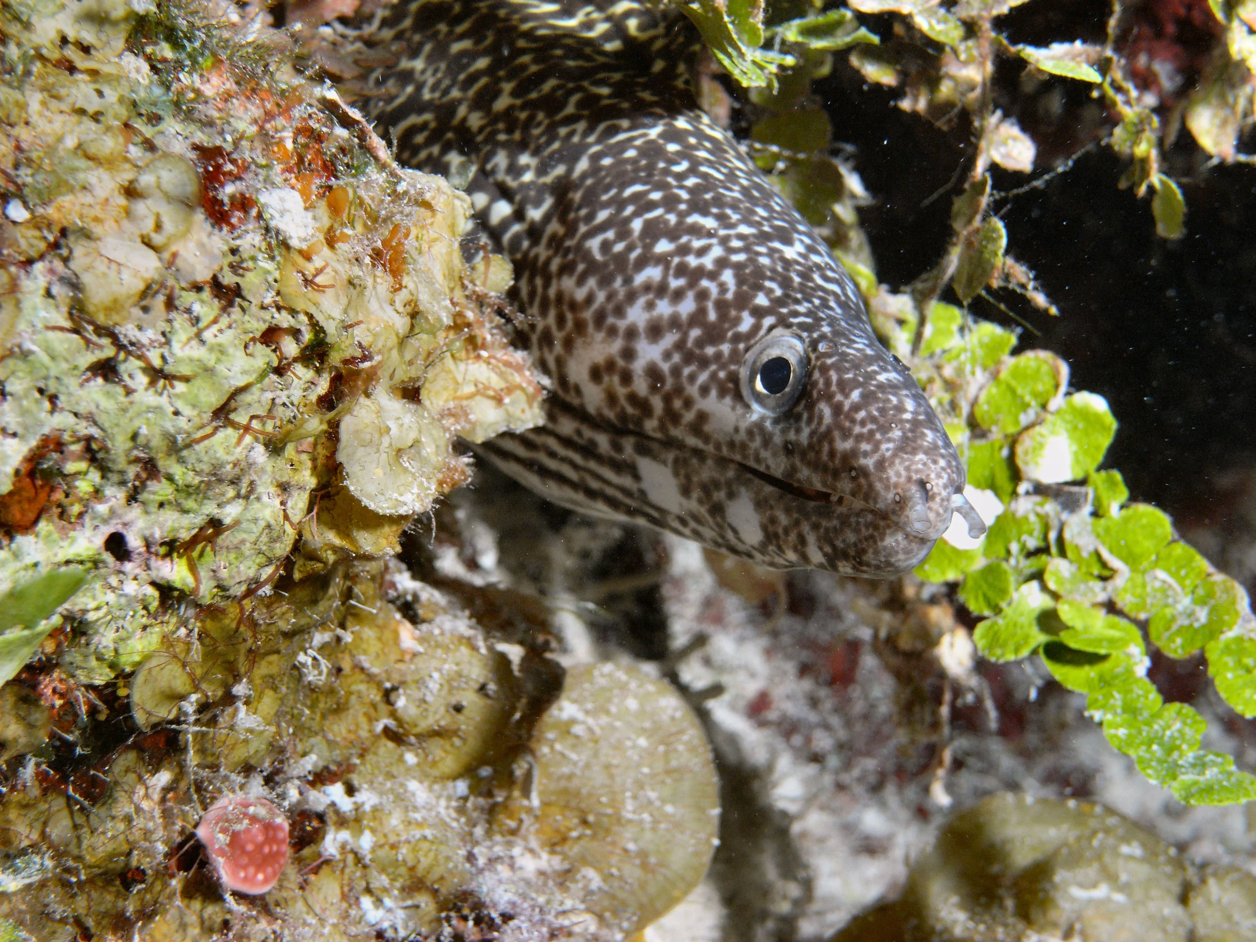 Moray