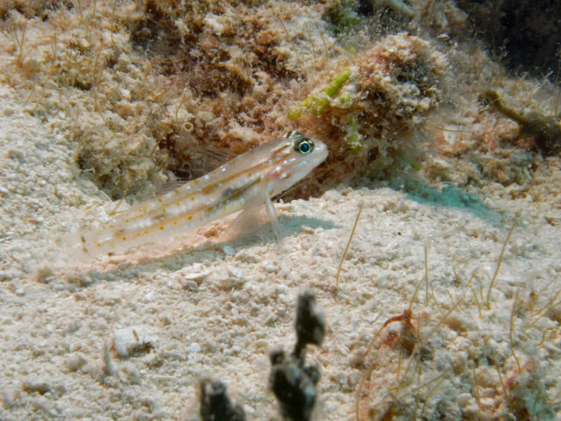 Pallid Goby