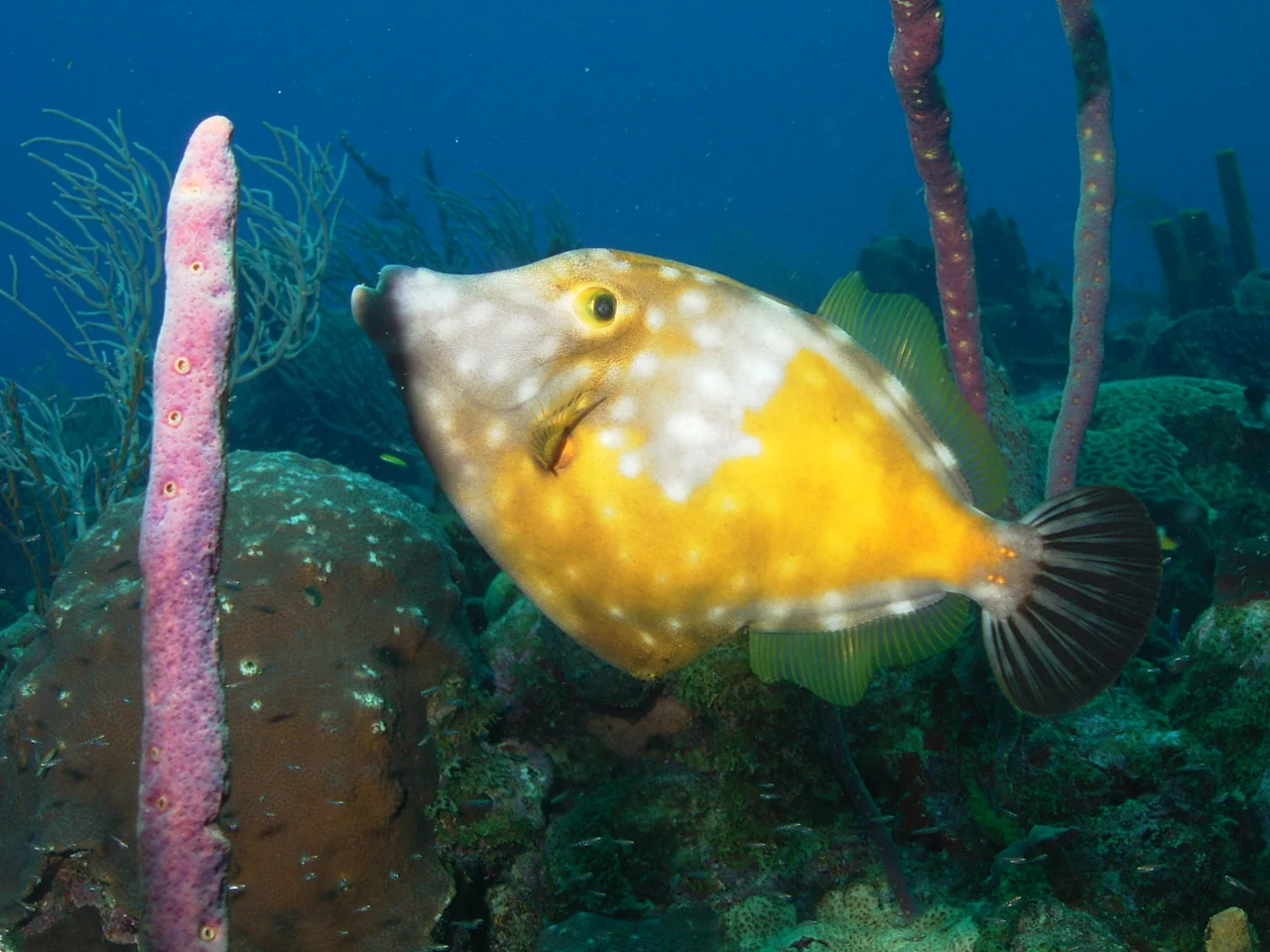 White-spotted Filefish