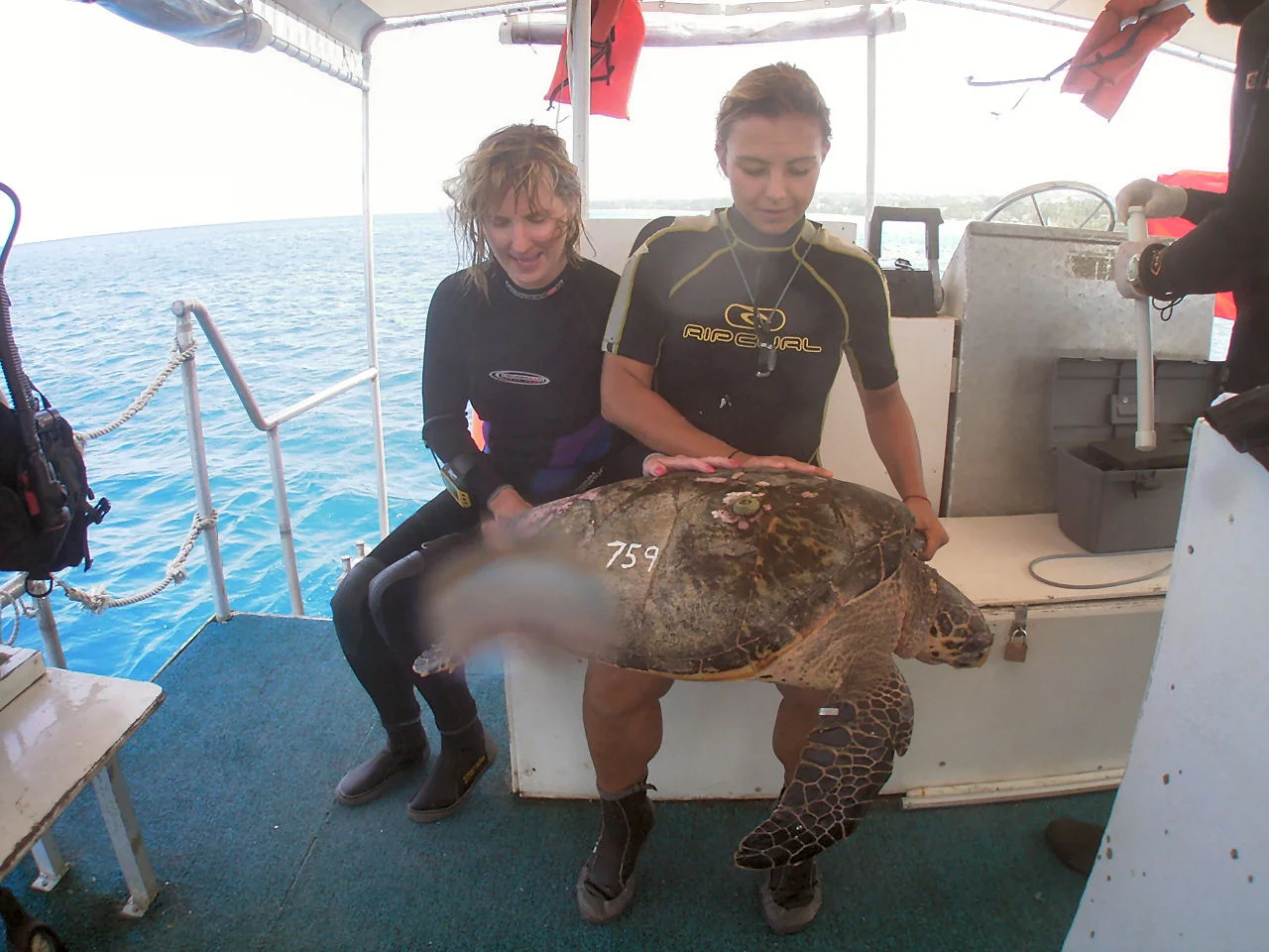 The Turtle Named Melissa