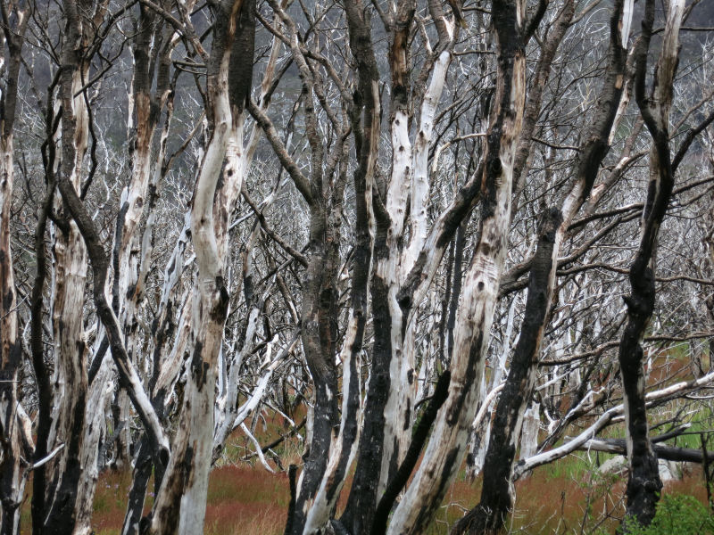 Burned Beech Trees
