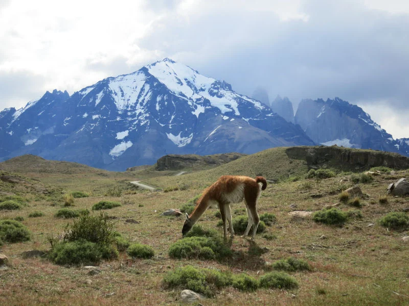 Guanaco