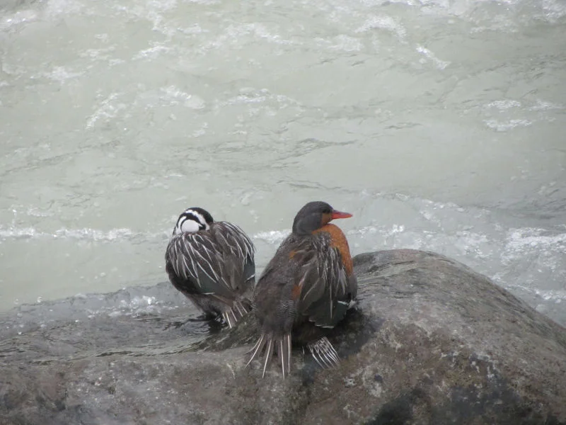 Torrent Ducks