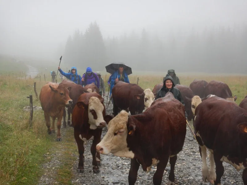 Hiking with the Cows