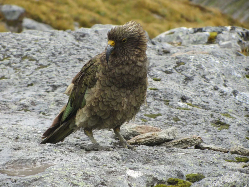Kea Bird