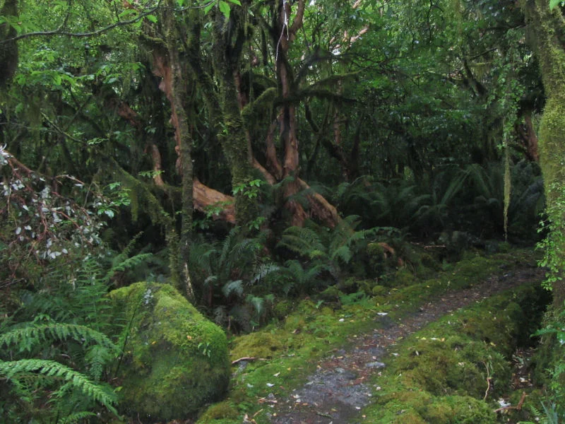 Jungle Alongside the Trail