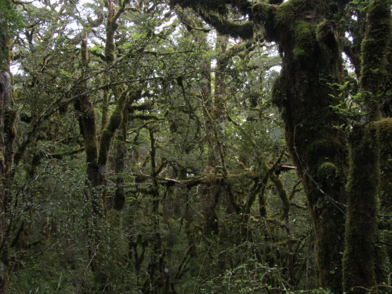 Dense Thickets Alongside the Routeburn Track