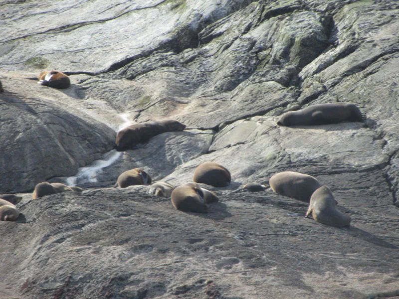 Sleeping Seals