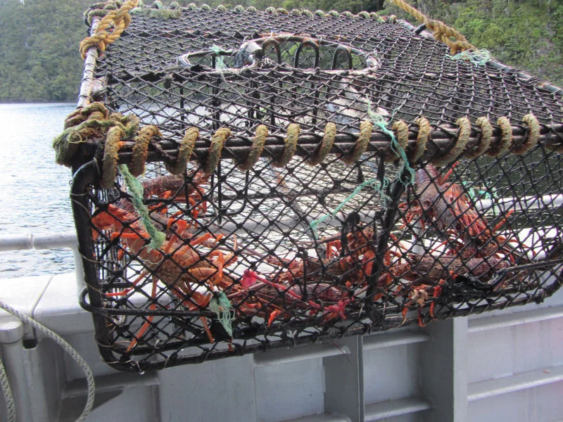 Lobster Trap