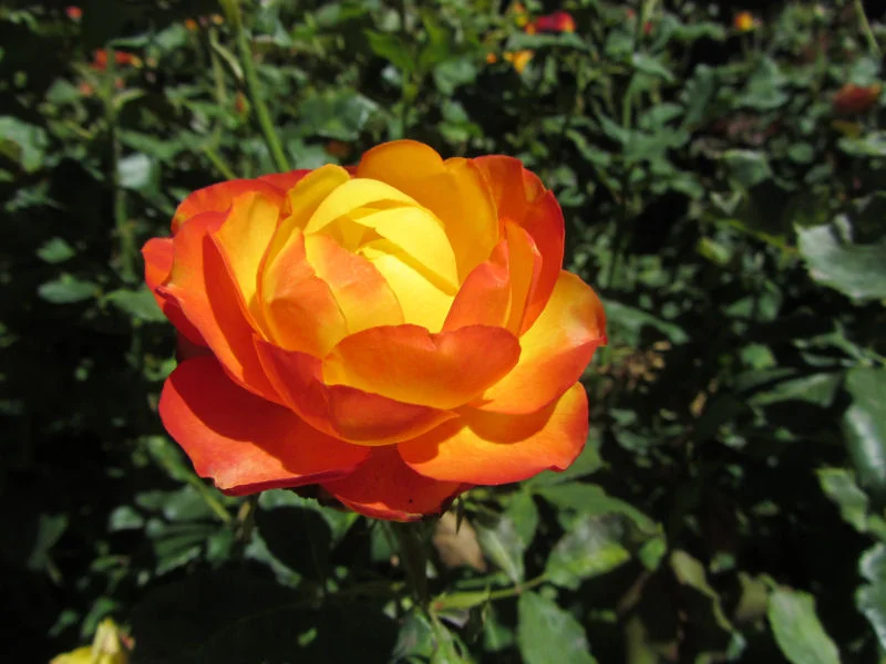 Rose in Wellington Botanical Gardens