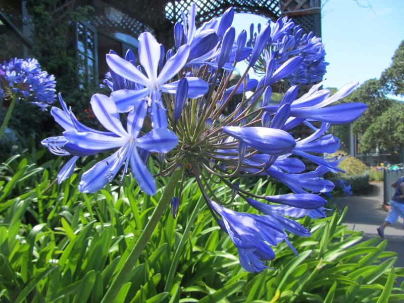 Agapanthus in Wellington Botanical Gardens