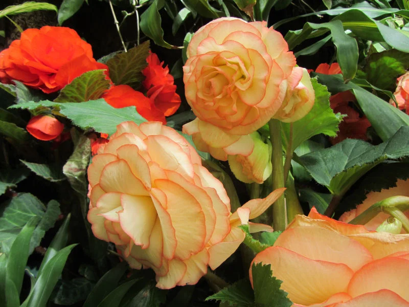 Begonia in Wellington Botanical Gardens