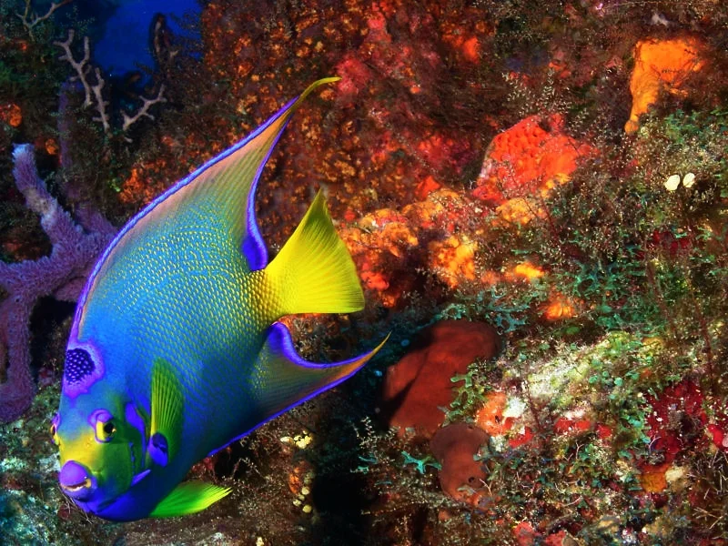 Cozumel - Queen Angelfish
