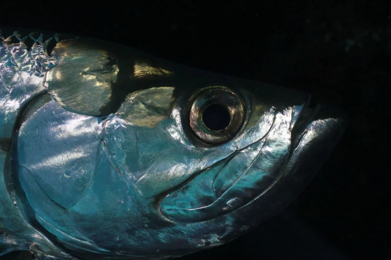 Cuba - Tarpon