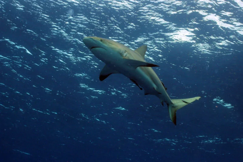Shark at the surface