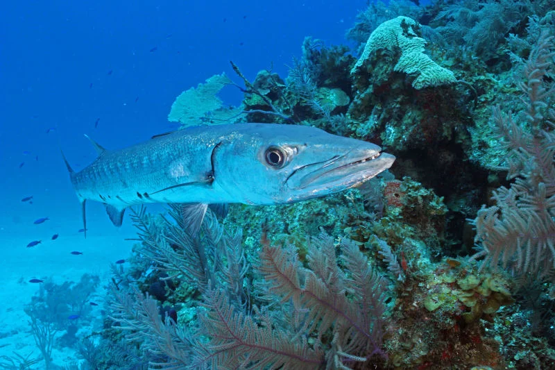 Barracuda