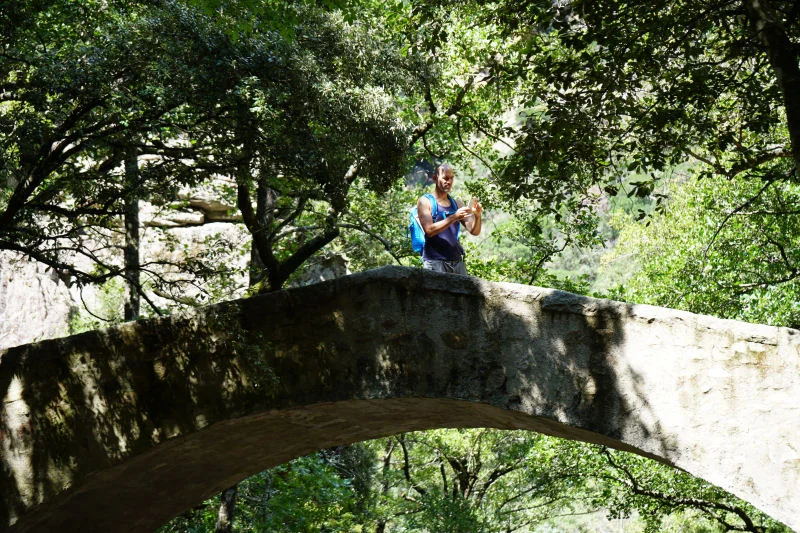 Bridge in Chestnut Forest