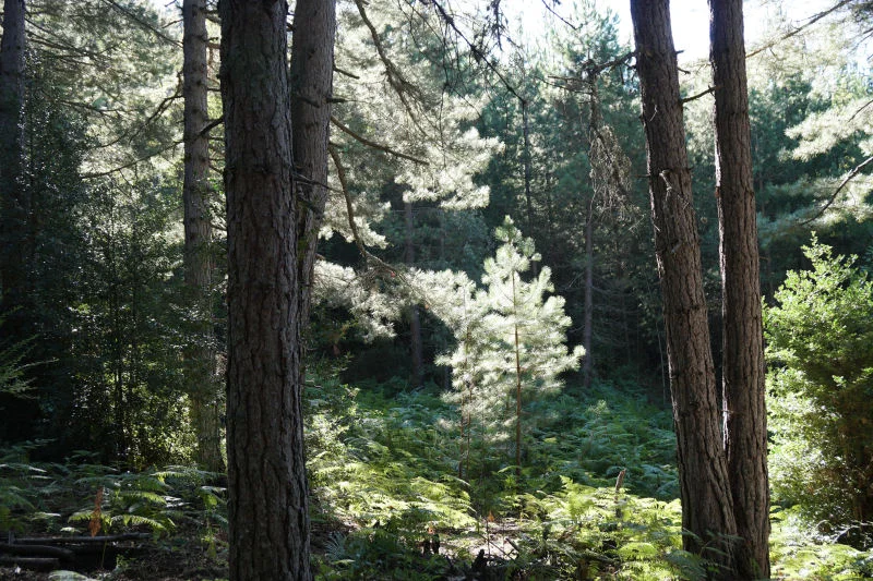 Forest Glade