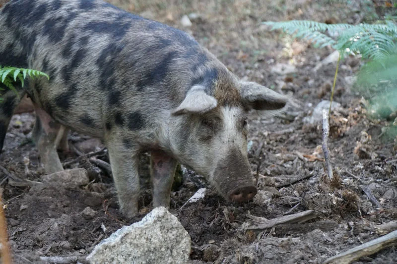 Rooting Pig