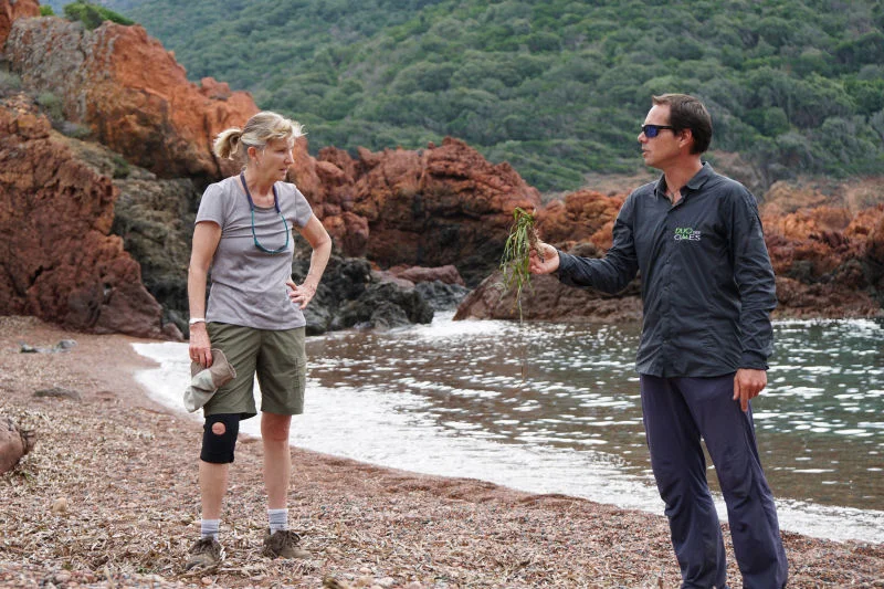 Discussing Seaweed