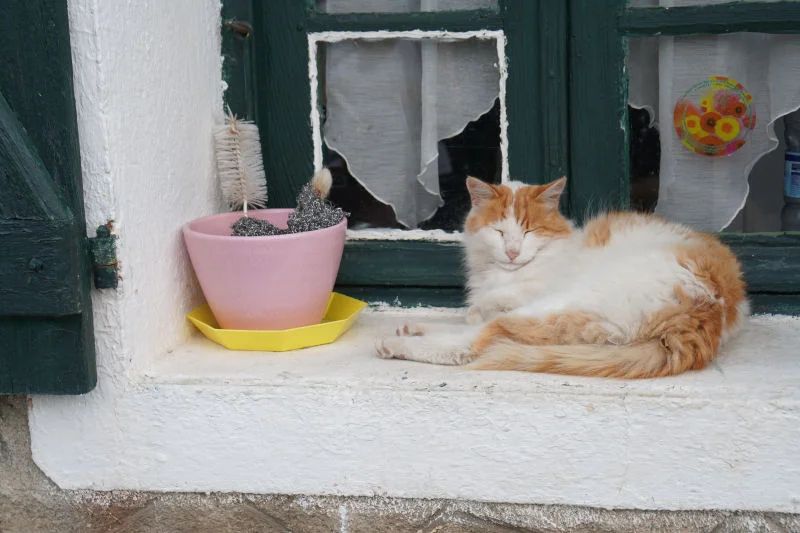 Kitty on Windowsill