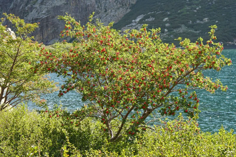 Trailside Shrubbery