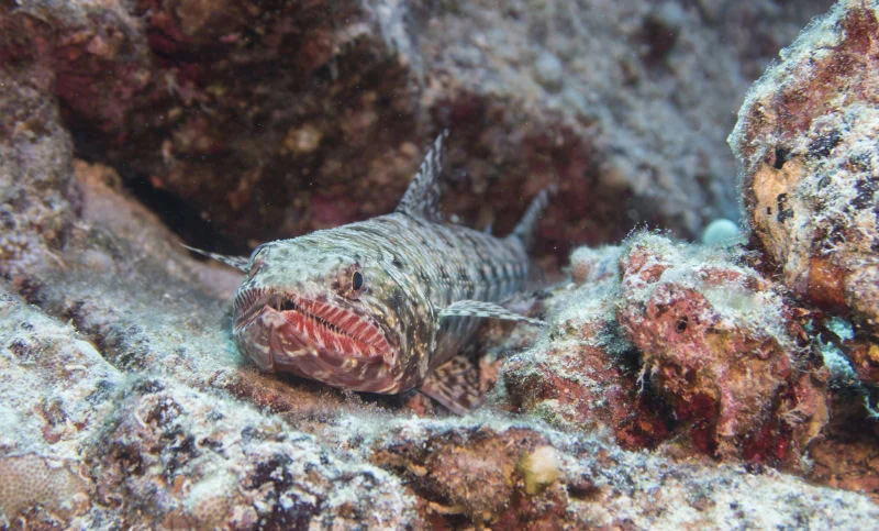 Lizardfish