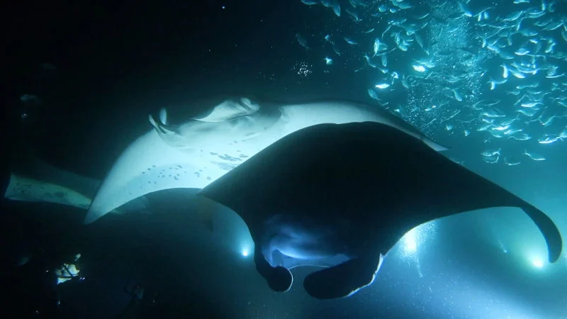 Multiple Mantas During Night Dive