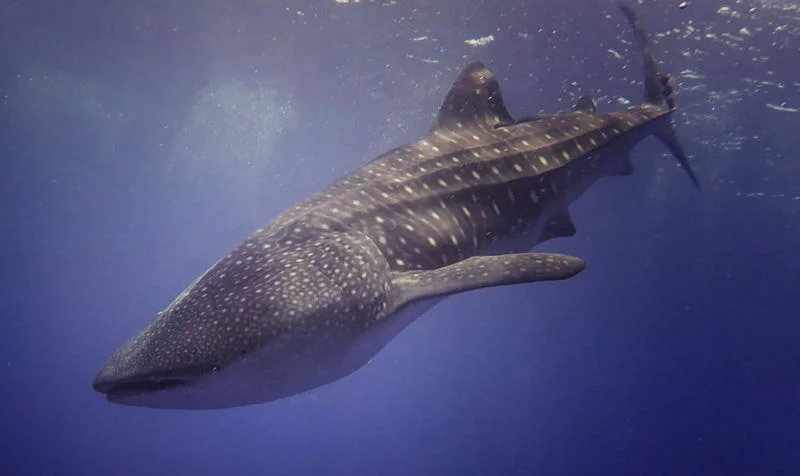 Whale Shark