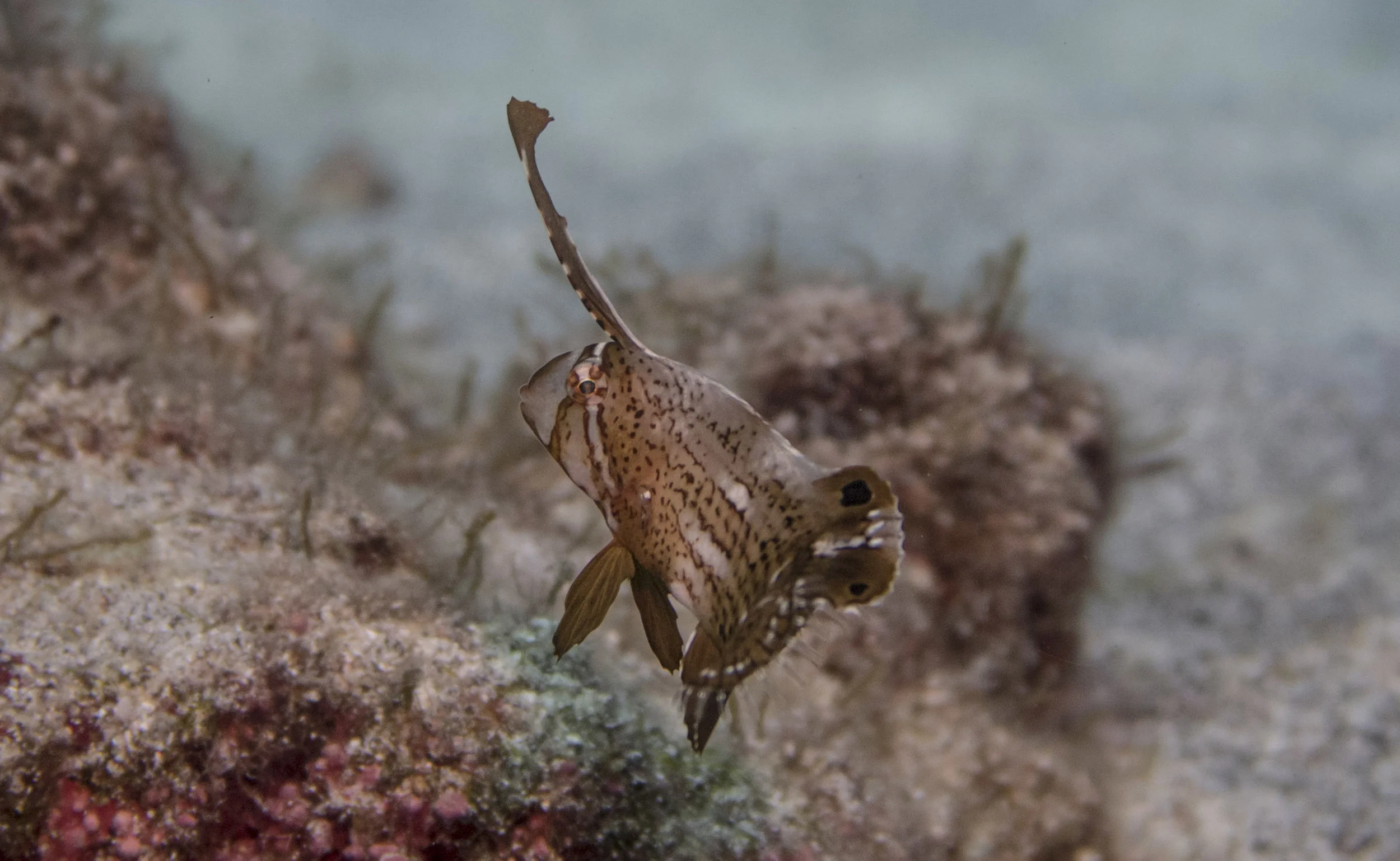 Peacock Razor Wrasse