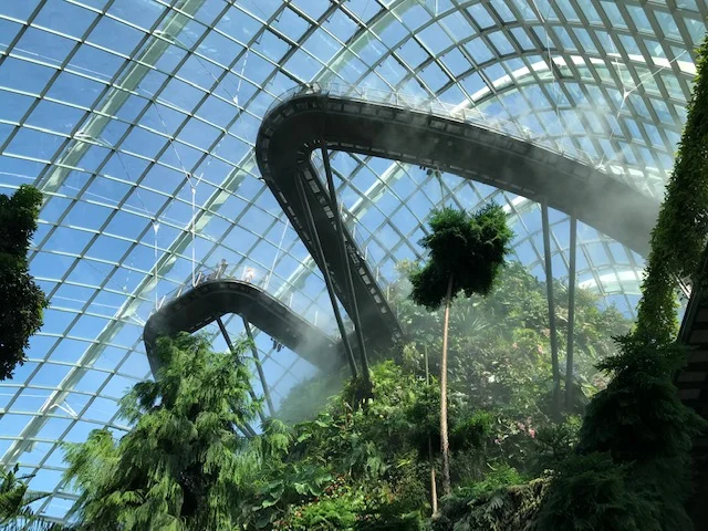 Cloud Forest