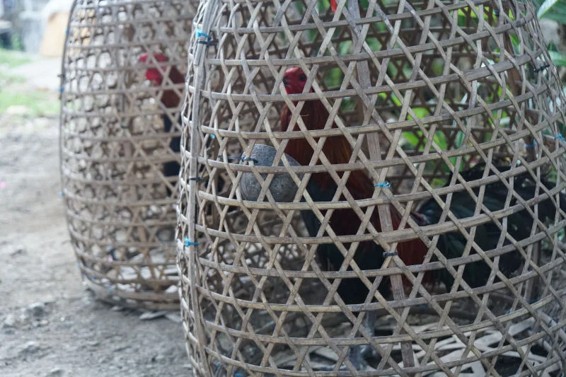 Fighting Cocks by Bali Roadside