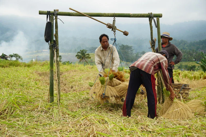 Rice Weighing