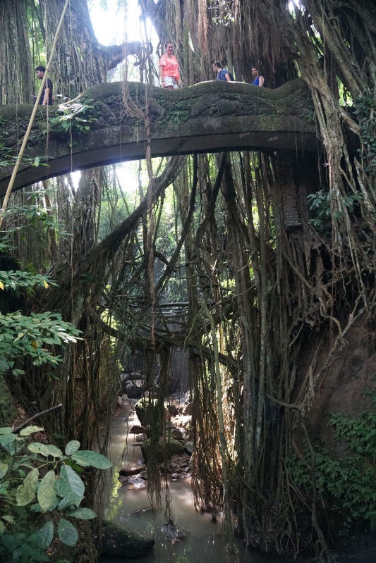 Monkey Forest Bridge