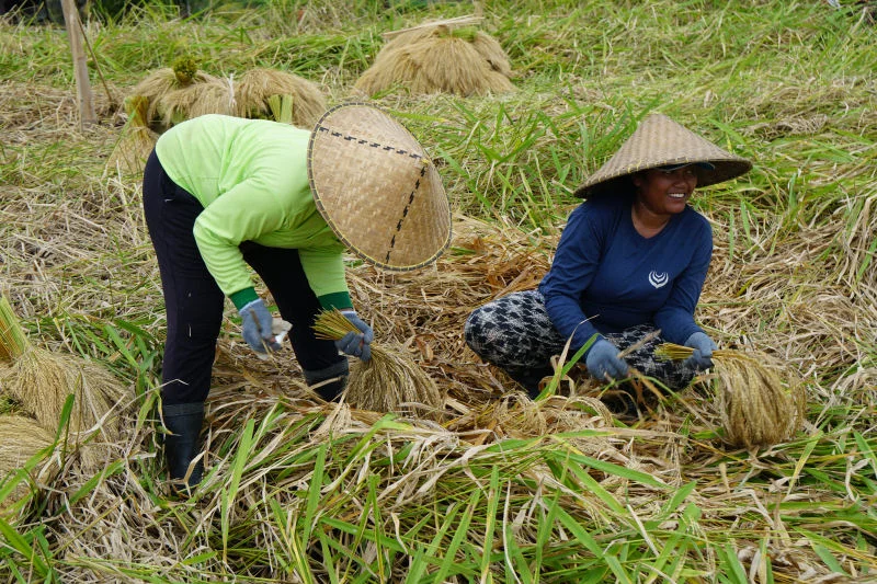 Rice-Harvesting.jpg