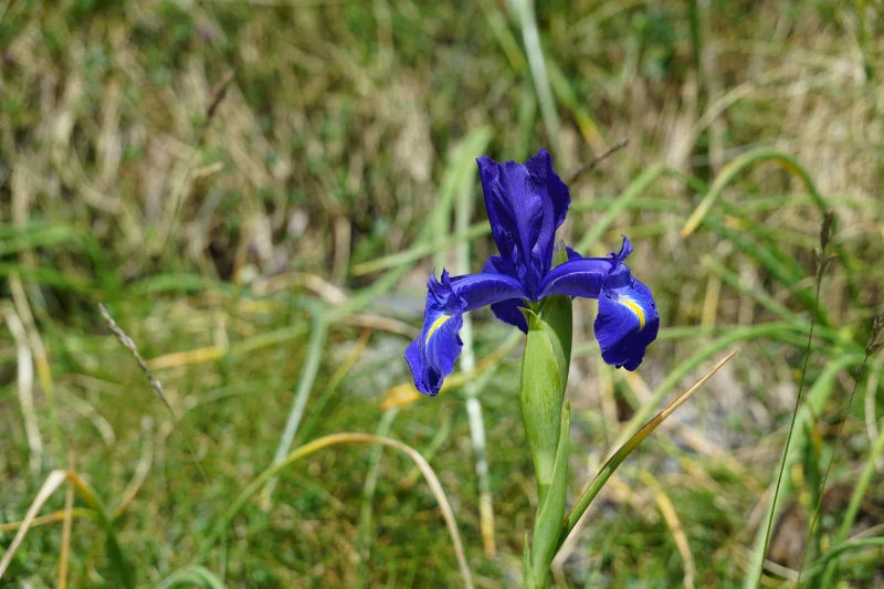 Wild Iris in the Pyrenees