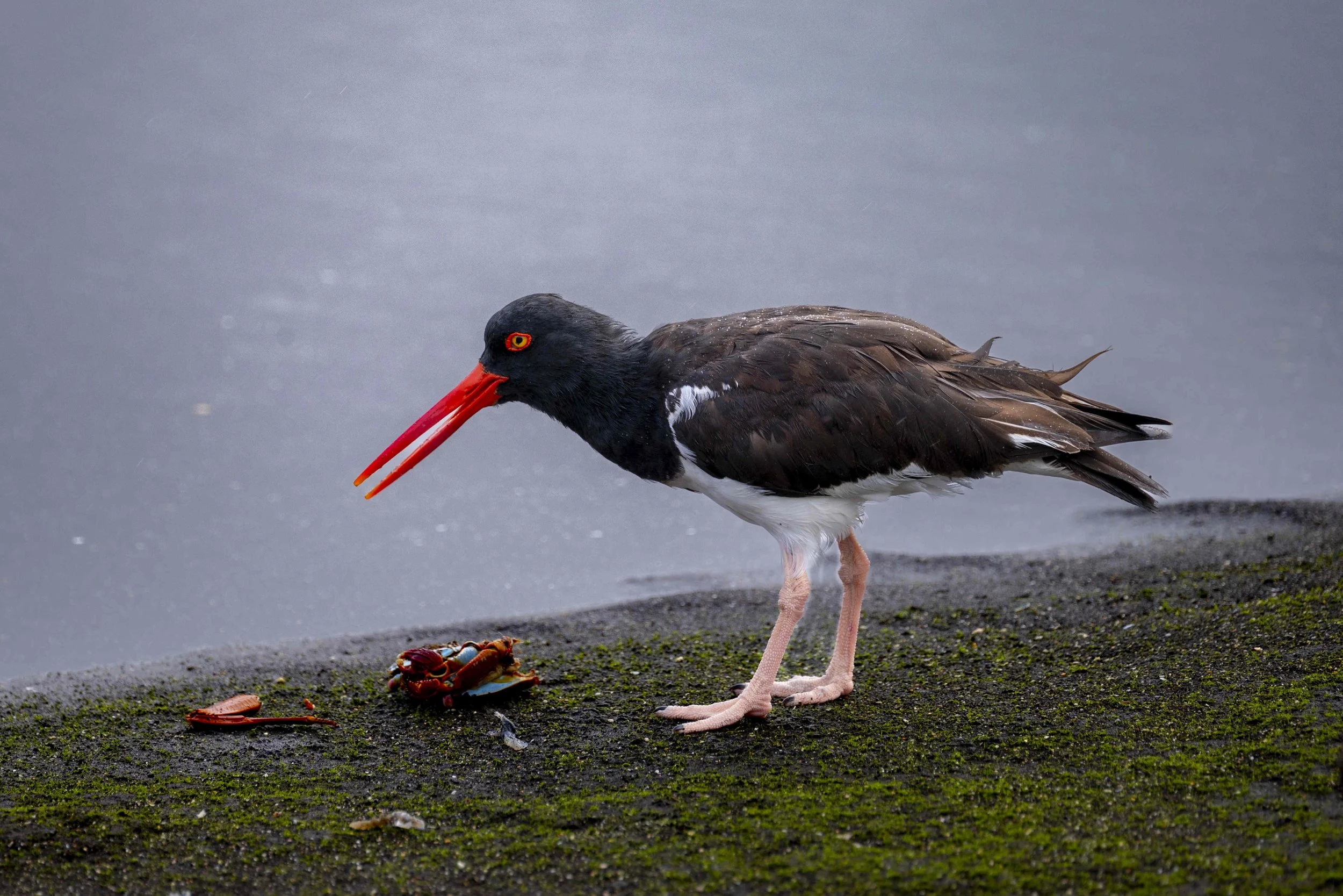 American Oyster Catcher