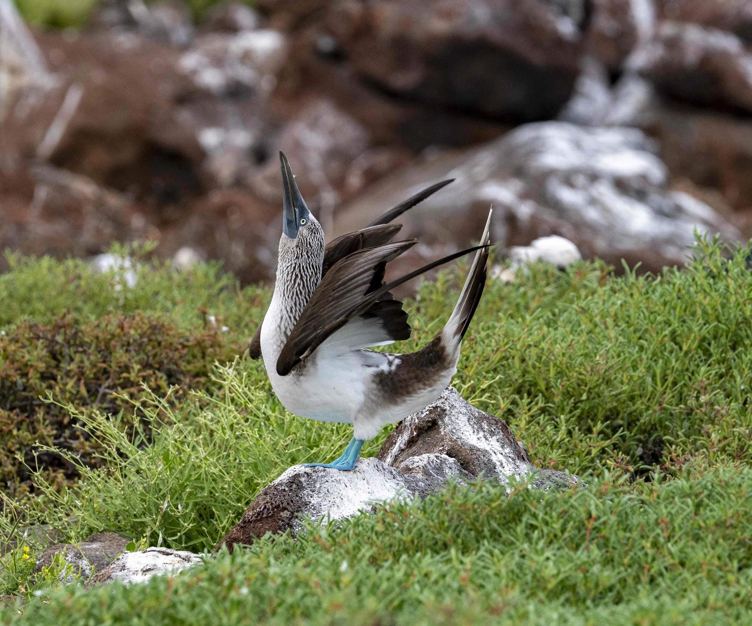 Blue Footed Booby