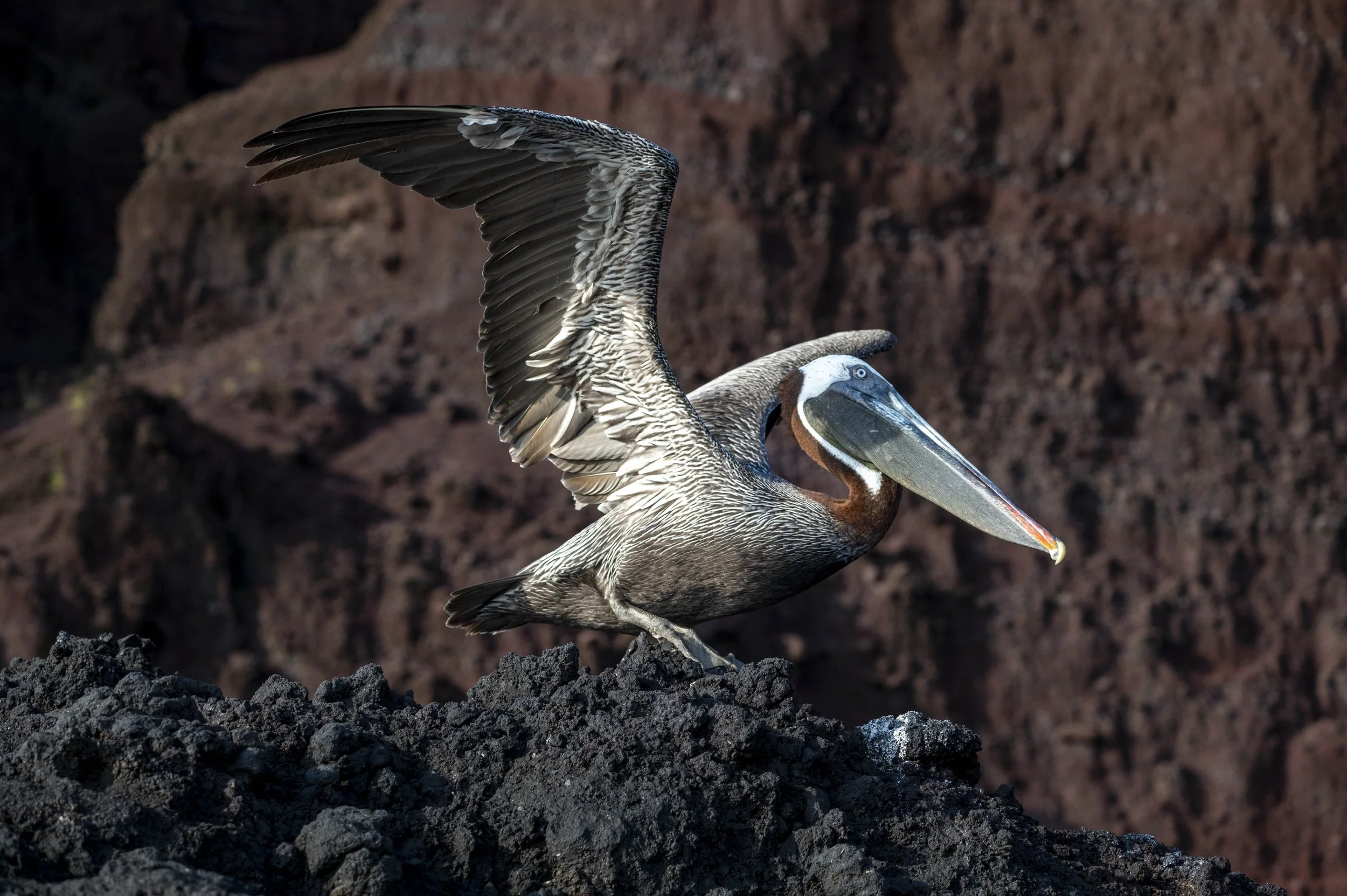 Brown Pelican