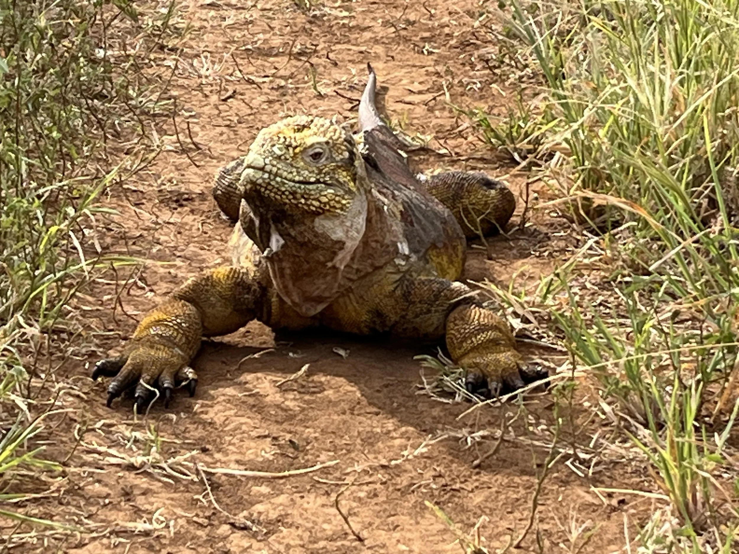 Marine Iguana on Dry Land